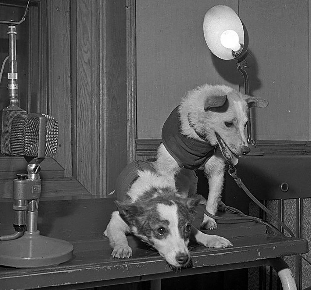 Белка и Стрелка после полета в космос на Московском радио, 1961 год Юрий Абрамочкин/Фонды Музея космонавтики в Москве
