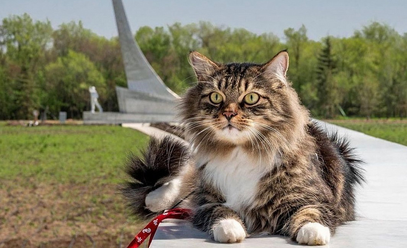 Парк покорителей космоса растрогал путешественника с котом