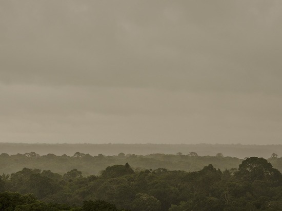 Леса Бразилии начали выделять углекислый газ