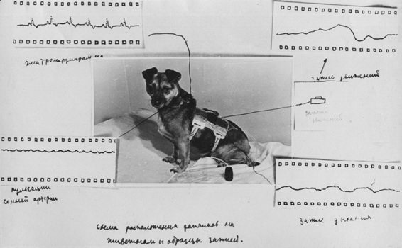 Схема расположения датчиков на подопытной собаке и образцы записей. РГАНТД. Ф.38, оп.6, д.54