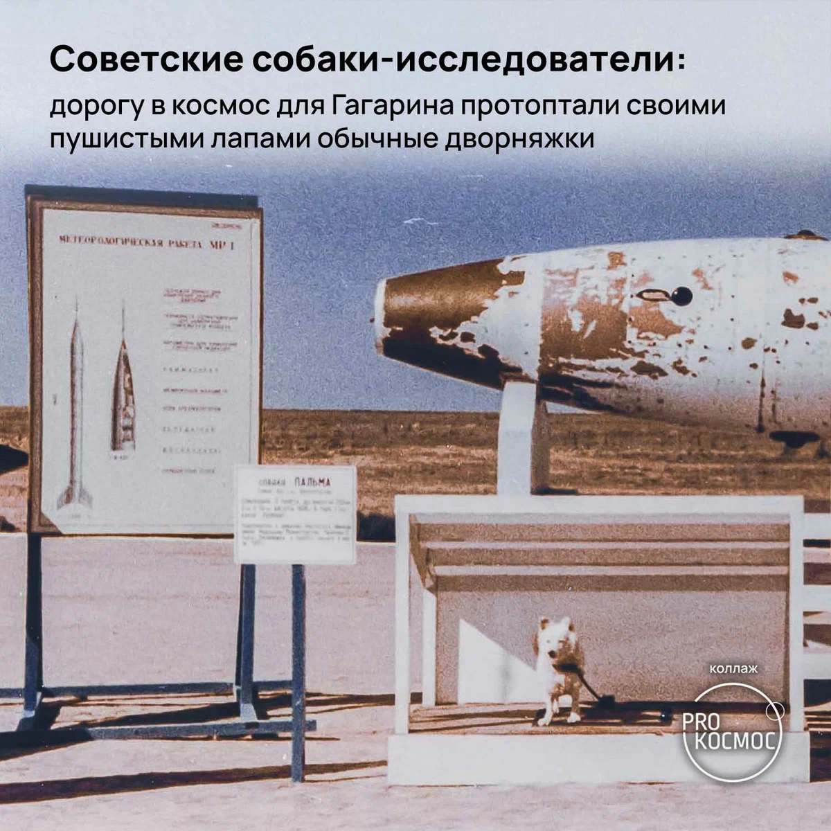 Советские собаки-исследователи: дорогу в космос для Гагарина протоптали своими пушистыми лапами обычные дворняжки height=1200px width=1200px