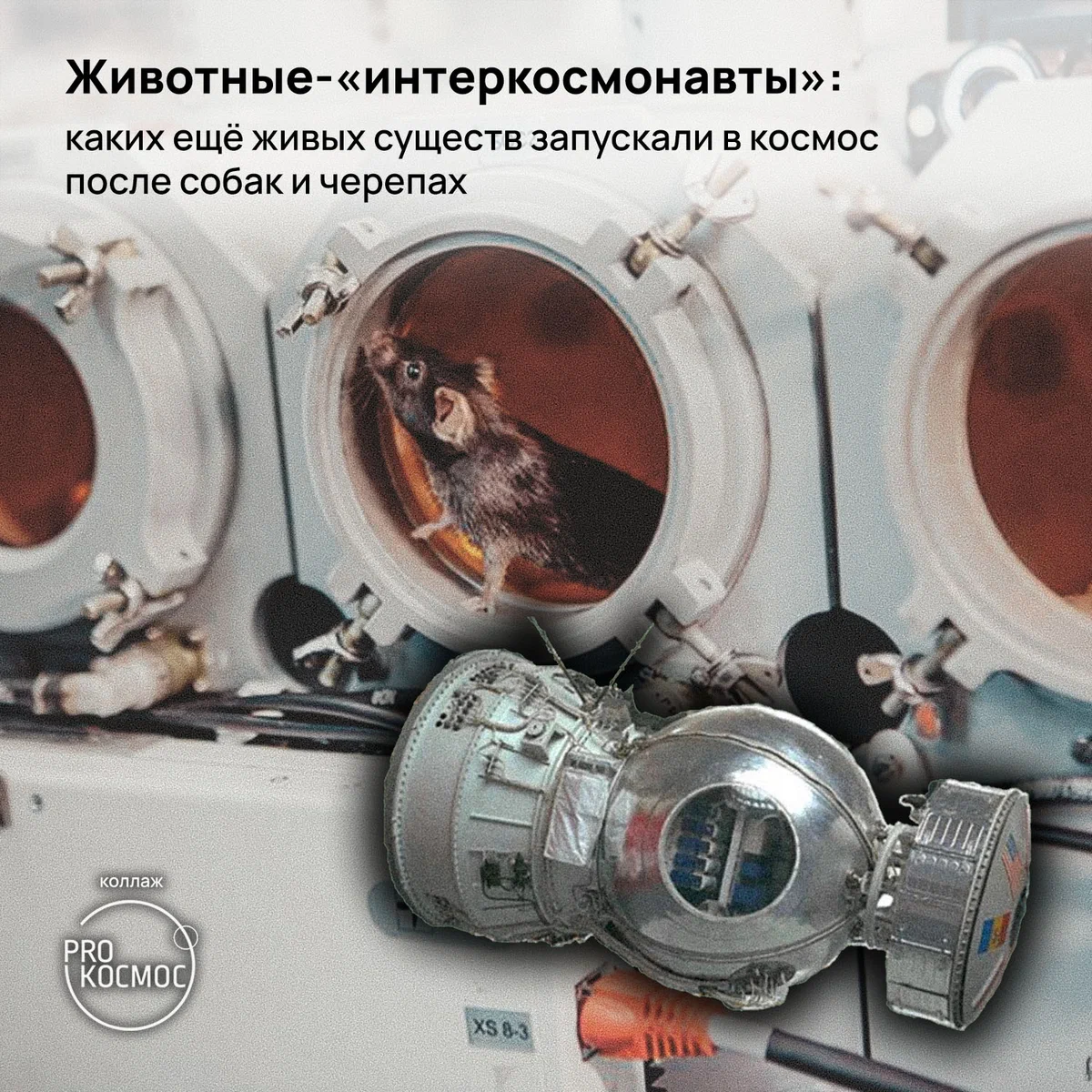 Животные-«интеркосмонавты»: каких ещё живых существ запускали в космос после собак и черепах⁠⁠ height=1200px width=1200px