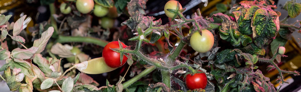 image of small tomatoes grown for an experiment aboard the space station