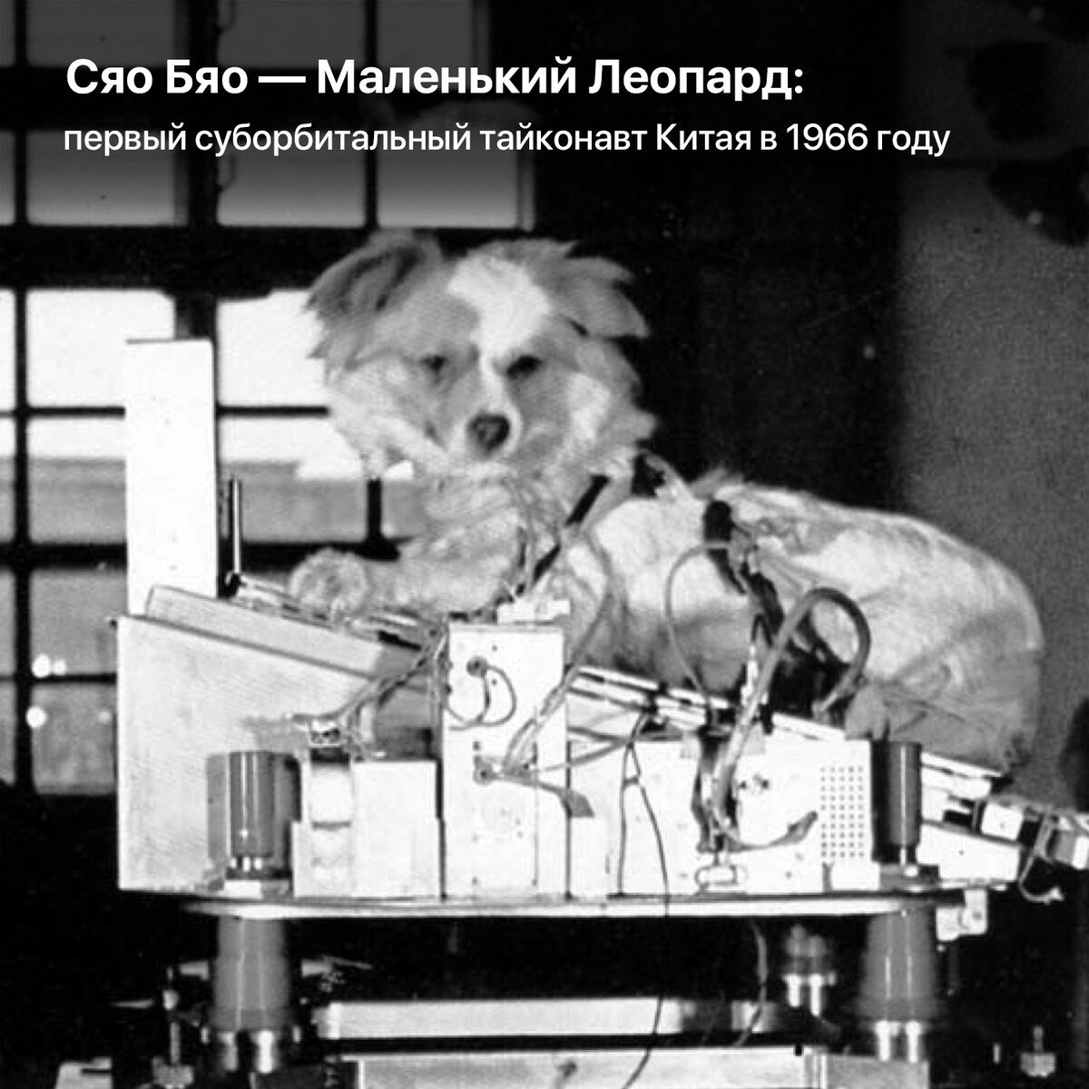 16 сентября 1960 года с полигона Капустин Яр состоялся запуск геофизической ракеты Р-2А, на борту которой находились собаки Пальма-2 и Малёк.-2 height=1200px width=1200px